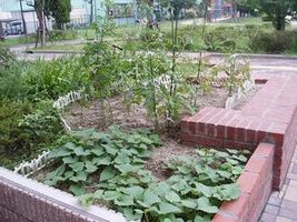 さつま芋が植えてある花壇