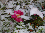 雪がかかった花