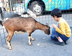 タンザニア大ヤギに餌をあげる男の子