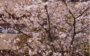 満開の桜
