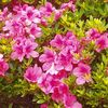 つつじの花
