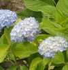 あじさいの花