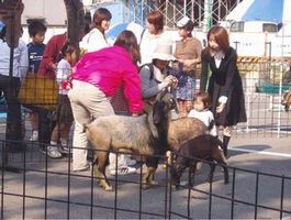 動物に触れます