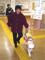 盲導犬びわちゃんと歩く西野さん
