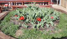 チューリップの花が咲き始めた様子2