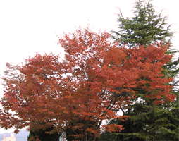 色づき始めた紅葉