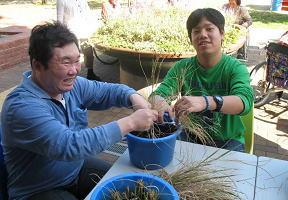 稲刈りの様子3