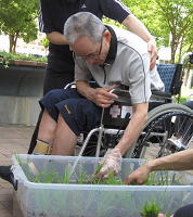 田植え(6月10日・11日・12日)5