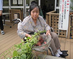 さつまいもの収穫4