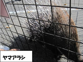 移動動物園4