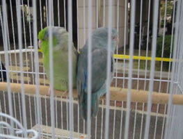 秋のふれあいフェスティバル 移動動物園7