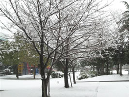 雪1