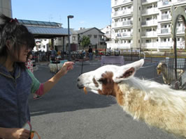 秋のふれあいフェスティバル~移動動物園1