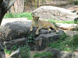5階デイ日帰り外出「天王寺動物園」-7