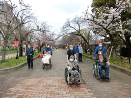 造幣局の特別観桜-2