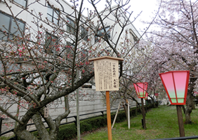 造幣局の特別観桜-7